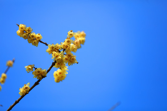 臘梅花
