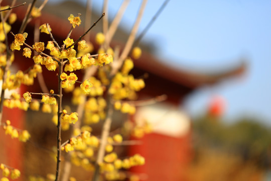 臘梅花