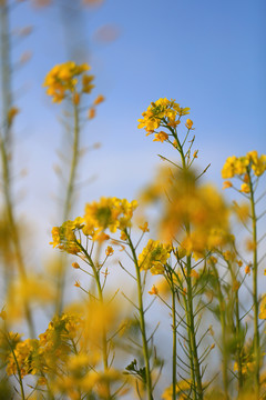 油菜花