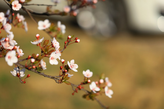 樱花