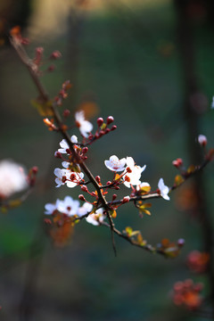 樱花