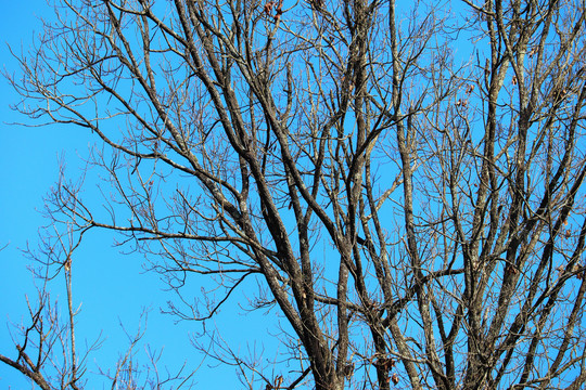 冬天树枝与蓝天背景