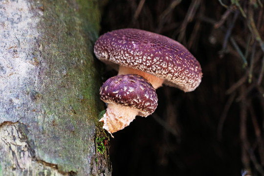 树上的花菇