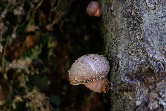 栗树上的香菇