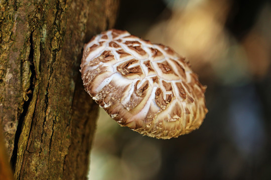 生长的香菇