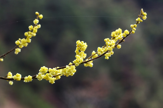 山胡椒开花