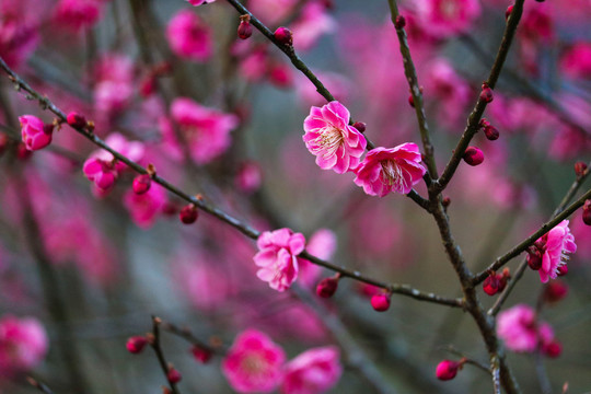 红梅花