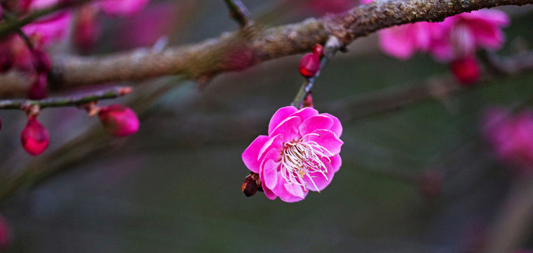 红梅花