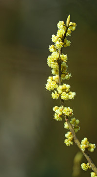 山胡椒开花