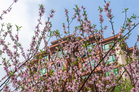 优雅翠园建筑楼盘小区景观桃花