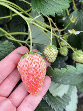 未成熟的草莓