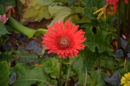 非洲菊花