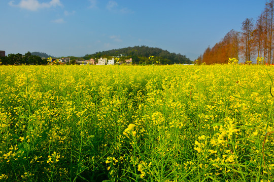 油菜花田风光