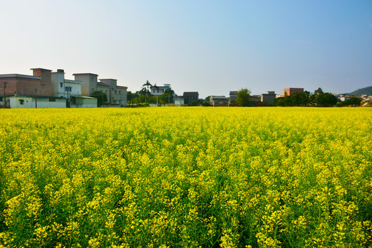 油菜花田