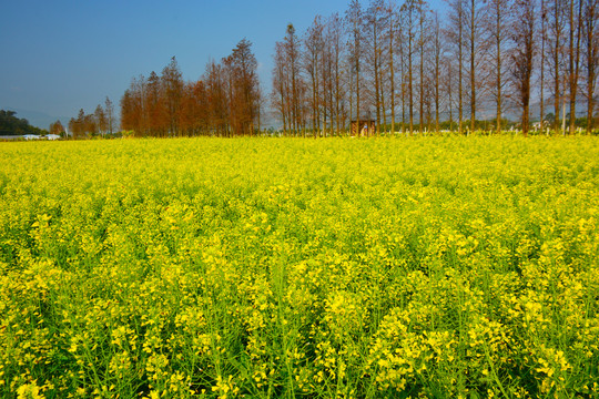 油菜花海