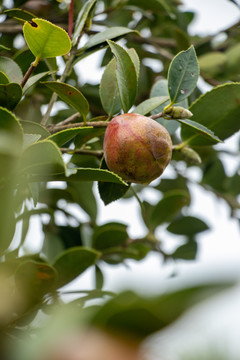 山茶果实茶籽