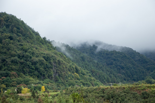 森林山峰