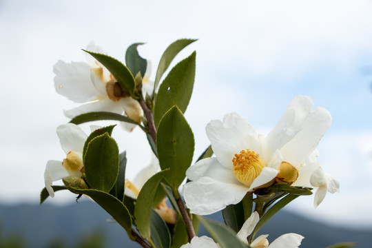 茶花茶树