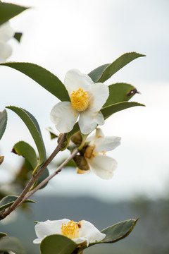 茶花茶树