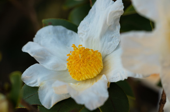 茶花茶树