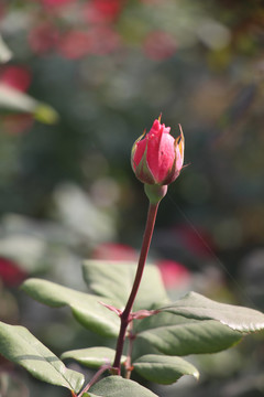 含苞欲放的月季花