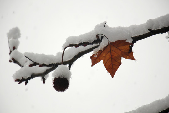 树枝和白雪