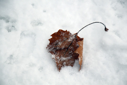 雪地中的落葉