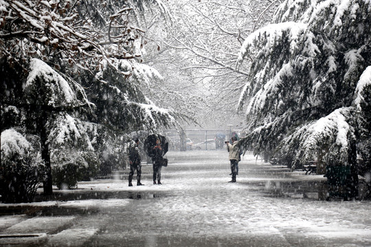 雪松上的白雪