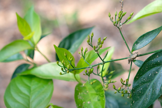 野生断肠草大茶藤钩吻