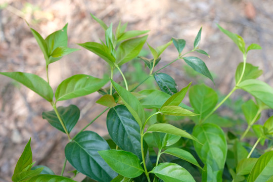 野生断肠草大茶藤钩吻