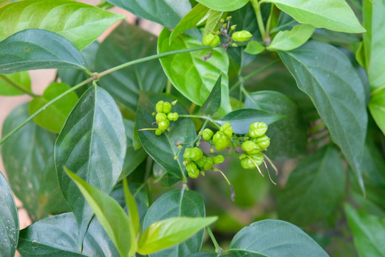 野生断肠草大茶藤钩吻