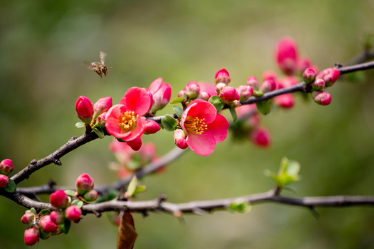 海棠花