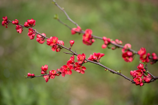 海棠花