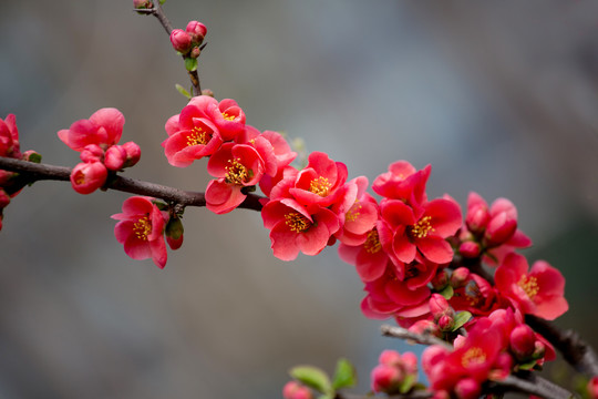 海棠花