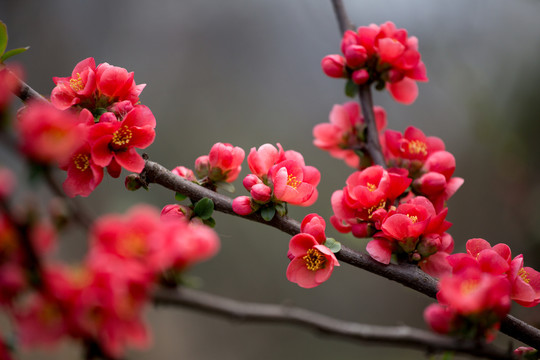 海棠花