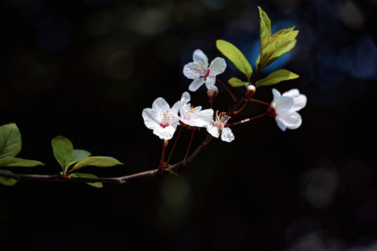 李花