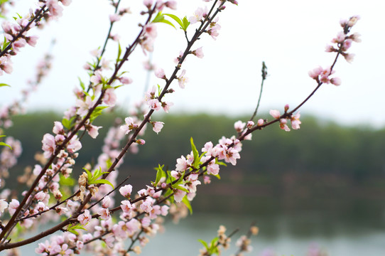 桃花