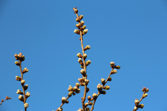 樱桃花