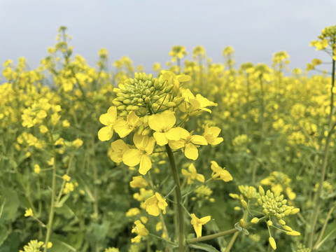 油菜花