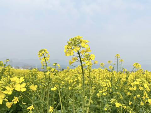 油菜花