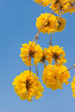 金黄色花朵