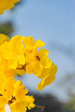 蜂恋黄花风铃木