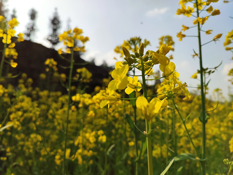 油菜花