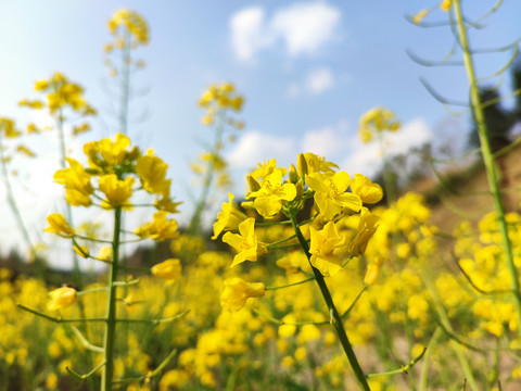 油菜花