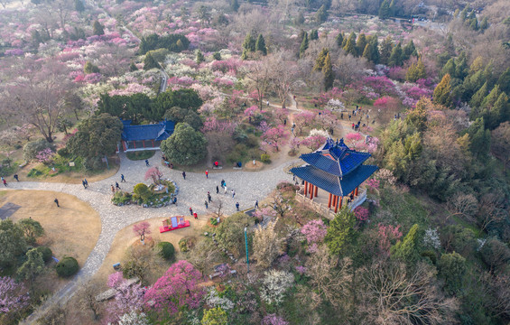 大美梅花山