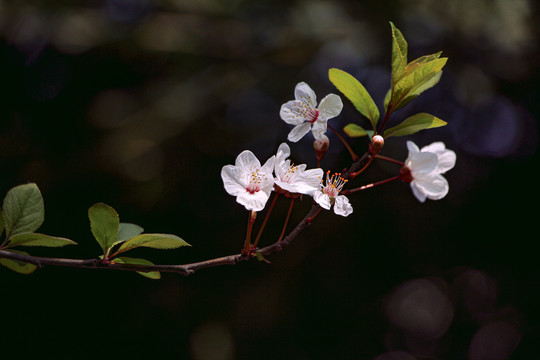 李花