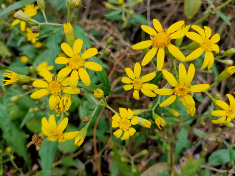 野菊花