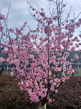 满树桃花