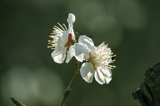 梅花