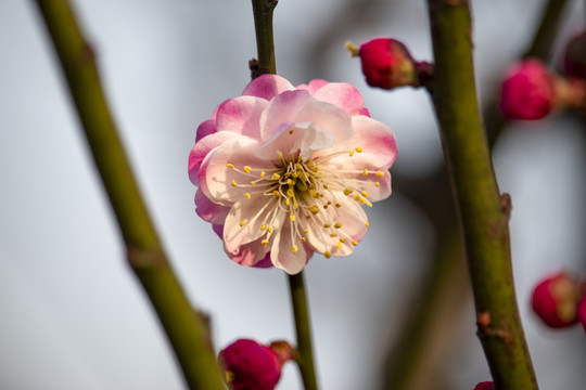 梅花